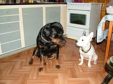 Rottweiler Chili billede 17