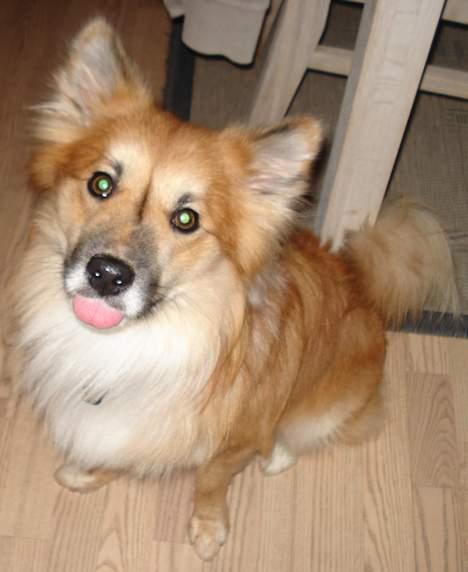 Islandsk fårehund Bassi - Her er et af de billeder af ham hvor man ser hvor man ser hvor glad han er! billede 10