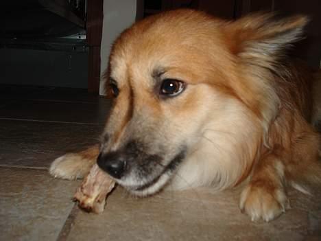 Islandsk fårehund Bassi - Her er Han meget optaget af hans kødben, så optaget at han er ligeglad med fotografen! billede 11
