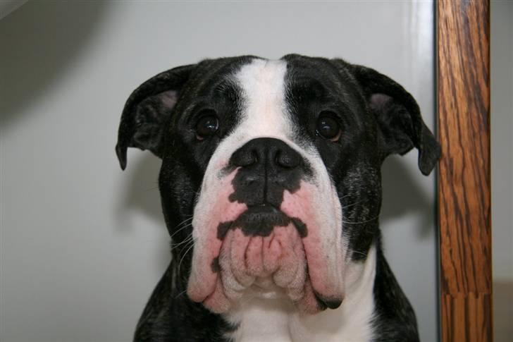 Olde victorian bulldogge Geo - Goda´, jeg hedder Geo!!!  billede 1