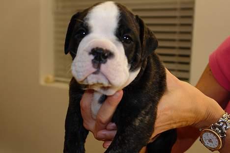 Olde victorian bulldogge Geo billede 2