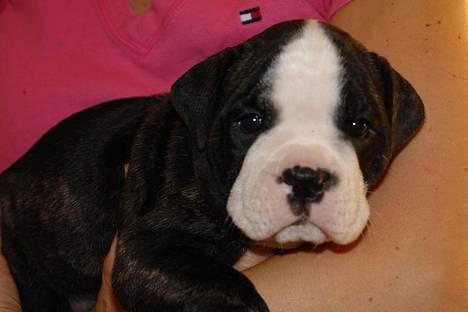 Olde victorian bulldogge Geo billede 3