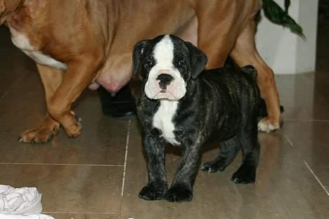 Olde victorian bulldogge Geo - Her er han den dag vi hentede ham.. Det er hans mor der er i baggrunden -  eller hendes patter :o) billede 4