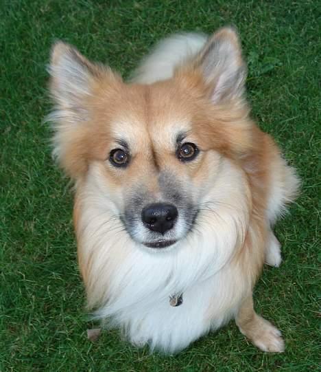 Islandsk fårehund Bassi - Bassi i vores nye have d. 12 november 2006 billede 12