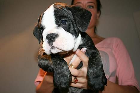 Olde victorian bulldogge Geo billede 6