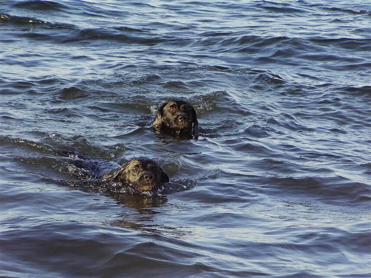 Labrador retriever Nicki - Ved vandet .. billede 8