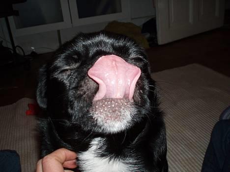 Blanding af racer Tipo - har jeg fået det hele med?? billede 2