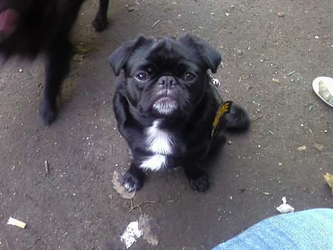 Blanding af racer Tipo - Og så er den i vinkel mor,,, SKYD billede 3