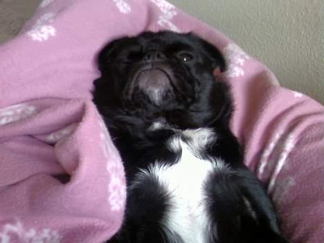 Blanding af racer Tipo - min yndlings stilling billede 4