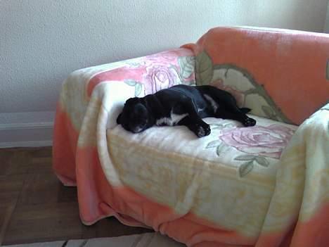 Blanding af racer Tipo - mors nye stol som jeg nu har overtaget hi hi hi hi billede 5