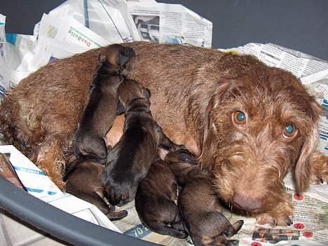 Gravhund SØNDERSKOVEN`S E-KULD - nyfødt billede 1