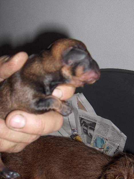 Gravhund SØNDERSKOVEN`S E-KULD - nyfødt billede 3