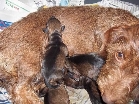 Gravhund SØNDERSKOVEN`S E-KULD - nyfødt billede 4