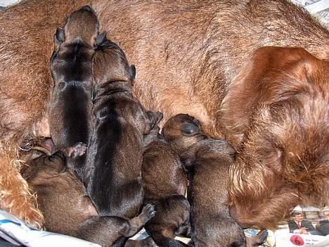 Gravhund SØNDERSKOVEN`S E-KULD - nyfødt billede 6