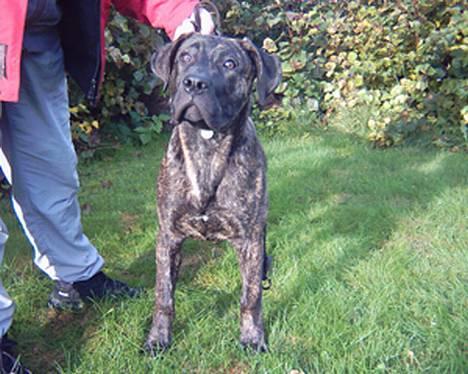 Dogo canario Shanco - er jeg ikke sød billede 1