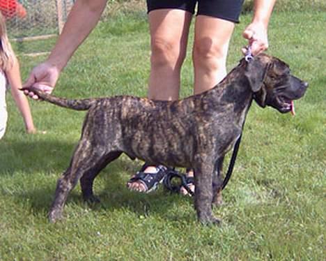 Dogo canario Shanco - Der jeg kun 3 måneder billede 2