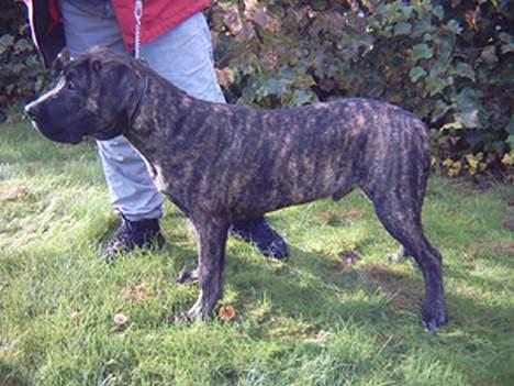 Dogo canario Shanco - Er jeg ikke sød billede 3