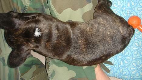 Fransk bulldog Diesel - Se, jeg har en lille hvid plet i nakken... billede 6