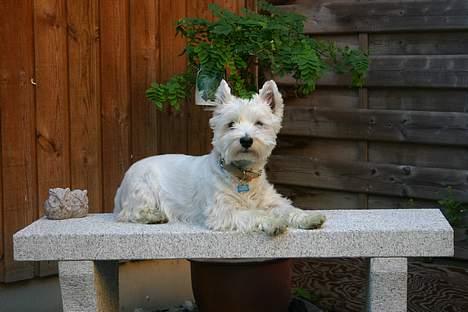 West highland white terrier Ziang - Her er jeg så i min have... billede 15