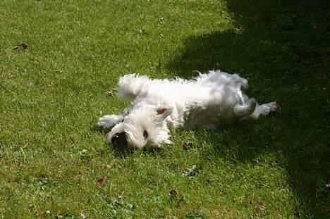 West highland white terrier Ziang - En rulletur i græset er bare godt... billede 16