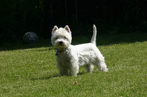 West highland white terrier Ziang - Er der nogle... hehe billede 17