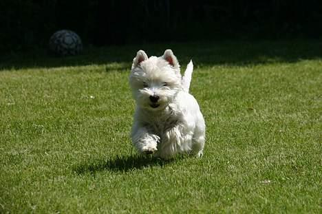 West highland white terrier Ziang - MAAAAAAD NU Kommer jeg... billede 18