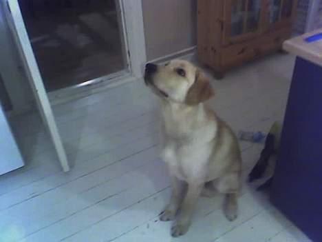 Labrador retriever Raider billede 2