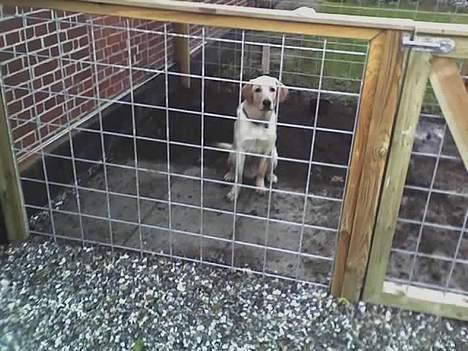 Labrador retriever Raider billede 3