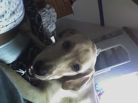 Labrador retriever Raider billede 4