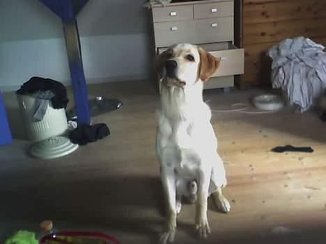 Labrador retriever Raider billede 6