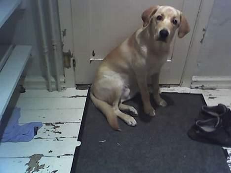 Labrador retriever Raider billede 8