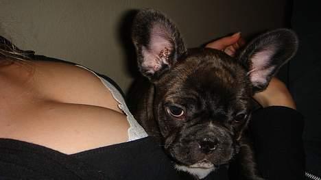 Fransk bulldog Diesel - Bold bold.. billede 7