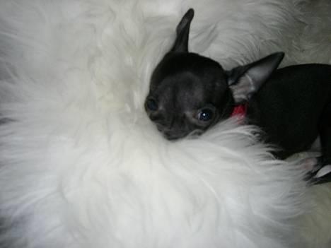 Chihuahua Merle *RIP 24-07-08*  - for den "@#¤%&/" kvinde så lad mig dog begrave snuden i fred!!! billede 9