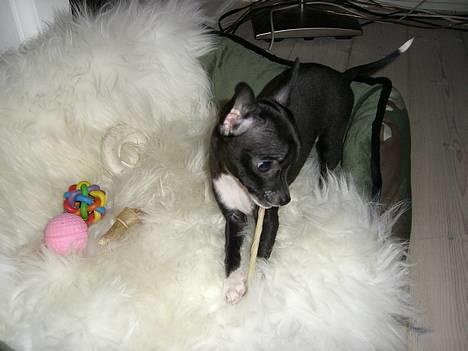 Chihuahua Merle *RIP 24-07-08*  - mmmm gnaske tygge pind mmmm billede 10