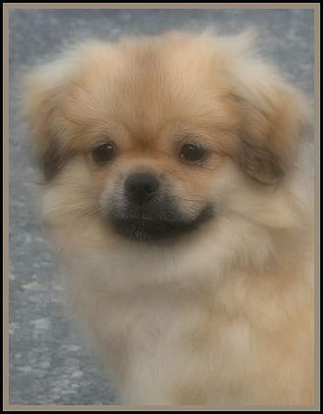 Tibetansk spaniel Cim-Cill A-Chi-Lina billede 8