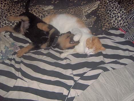 Rottweiler NALA<3R.I.P<3 - måske arnold er ved at være lidt træt af mig ... ha ha men jeg er da ikke træt endnu  billede 6