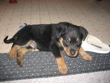 Rottweiler Nero - kan jeg ikke bare få lov at sove med min sutsko  billede 3