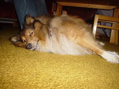 Shetland sheepdog Balder billede 1