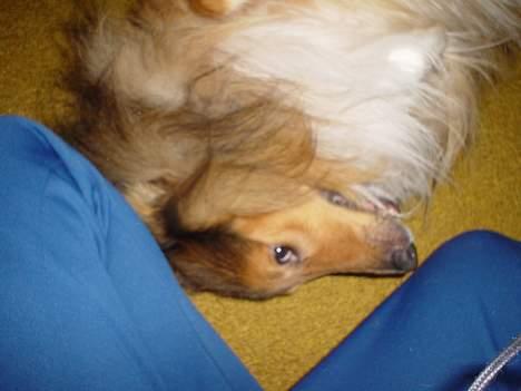 Shetland sheepdog Balder billede 2