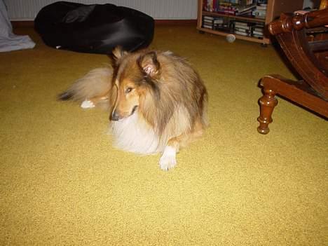 Shetland sheepdog Balder billede 3