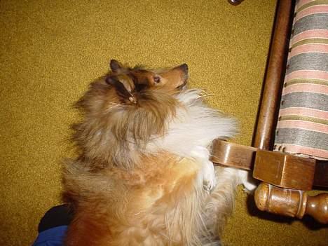 Shetland sheepdog Balder billede 4