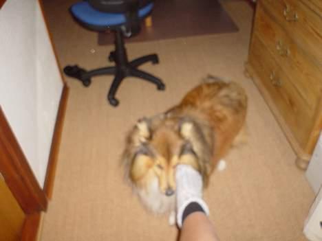 Shetland sheepdog Balder billede 5