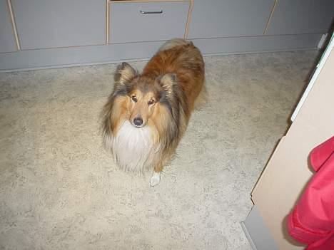Shetland sheepdog Balder billede 6
