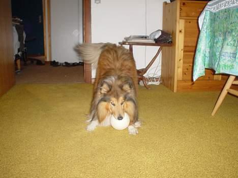 Shetland sheepdog Balder billede 7