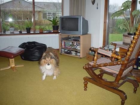 Shetland sheepdog Balder billede 8