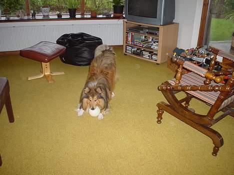 Shetland sheepdog Balder billede 9