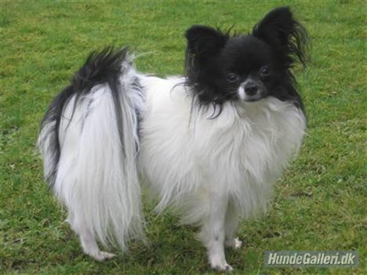 Papillon Bastian - Ser jeg ikke bare lidt uskyldig ud..??!! billede 1