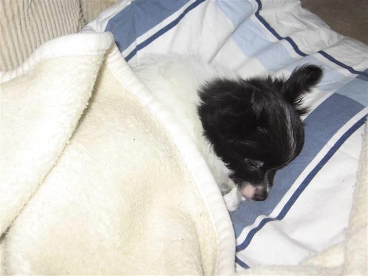 Papillon Bastian billede 2