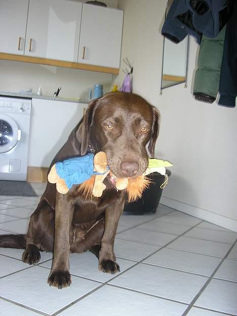 Labrador retriever Freja billede 7