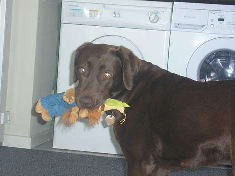 Labrador retriever Freja billede 8